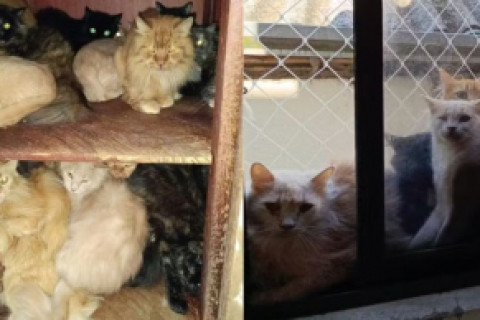 Polícia de SC investiga mulher que mantêm cerca de 400 gatos em apartamento