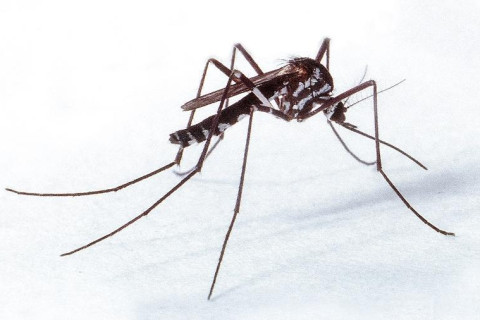 São Paulo confirma nona morte por febre amarela