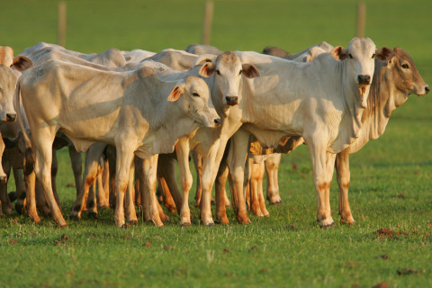 Mato Grosso do Sul intensifica combate à febre aftosa e busca status de área livre da doença