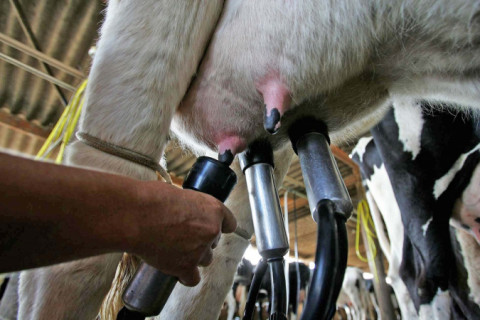 Brasil importa maior volume de leite em 20 anos