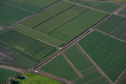 Danos no Rio Grande do Sul podem gerar perdas de até 11% na produção de arroz