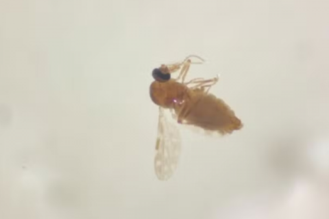 Governo de São Paulo confirma dois casos de febre oropouche