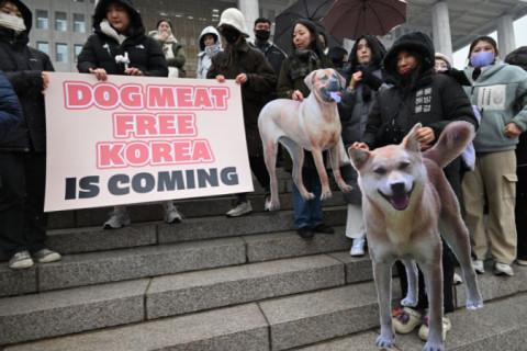 Em decisão história, Coreia do Sul aprova proibição da indústria de carne de cachorro