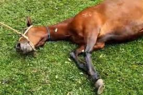 Em caso inédito, ração tóxica causa a morte de ao menos 245 cavalos, diz Ministério da Agricultuv