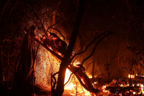 vBrasil tem recorde de incêndios florestais no primeiro semestre de 2024