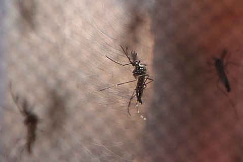 São Paulo registra 922 óbitos por dengue