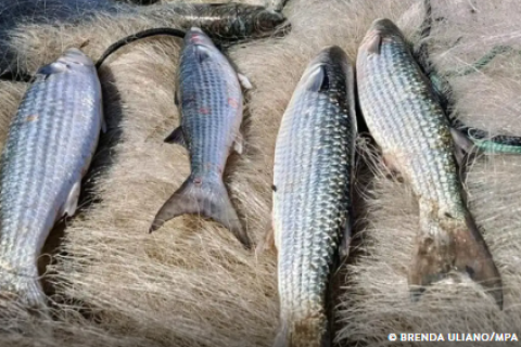 Pesca de tainha na modalidade arrasto de praia está suspensa