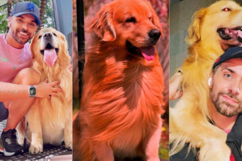 Polícia Civil conclui investigação sobre morte do cão Joca